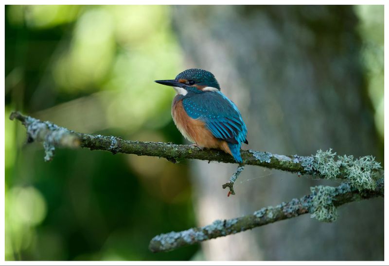 Zimorodek | Kingfisher