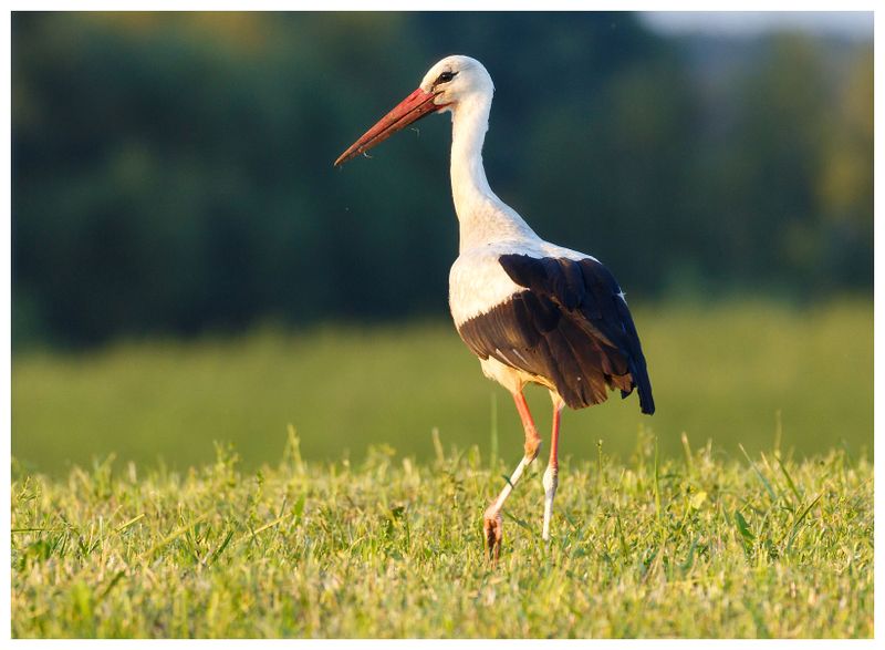 Bocian biały | White stork