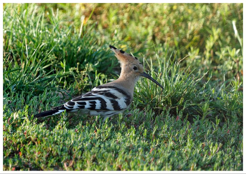 Dudek | Hoopoe