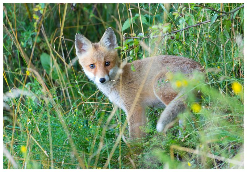 Lis | Fox