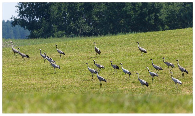 Żurawie | Cranes