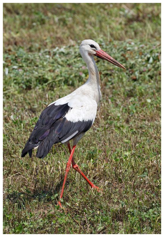 Bocian biały | White stork
