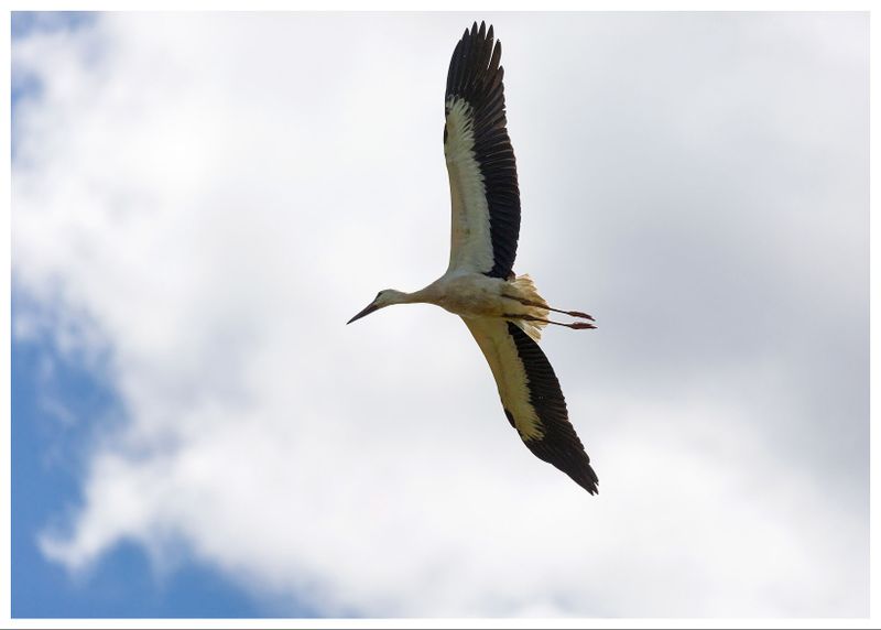 Bocian biały | White stork