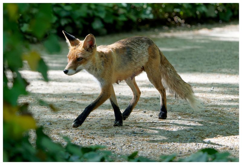 Lis w Parku Łazienki Krlewskie w Warszawie | A fox in the Royal Łazienki Park in Warsaw