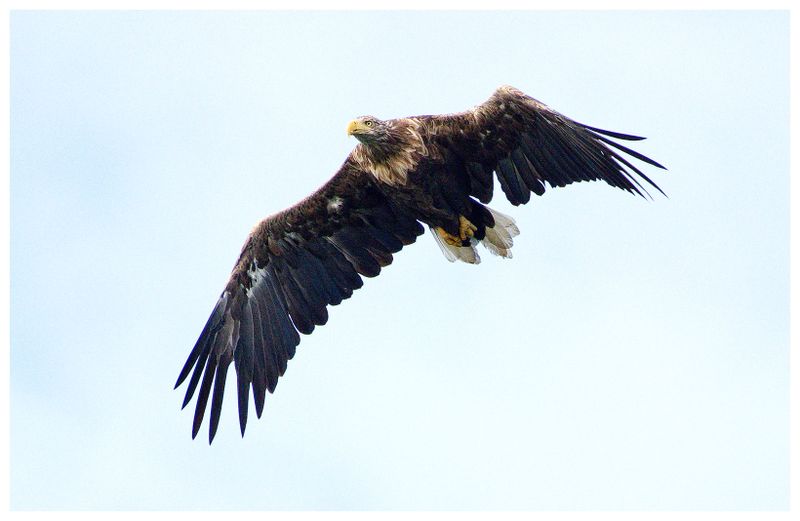 Orzeł Bielik | White-tailed Eagle