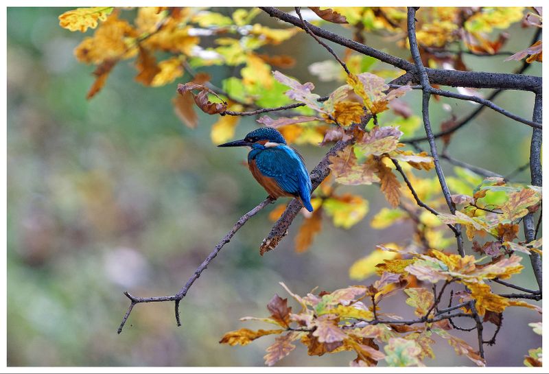 Zimorodek | Kingfisher
