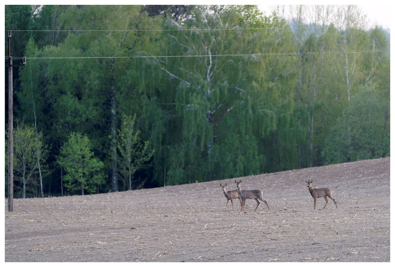 RYPI_29042024_073.jpg