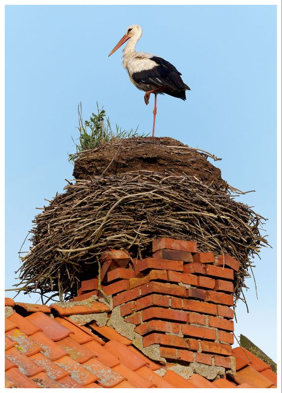 Bocian biały | White stork