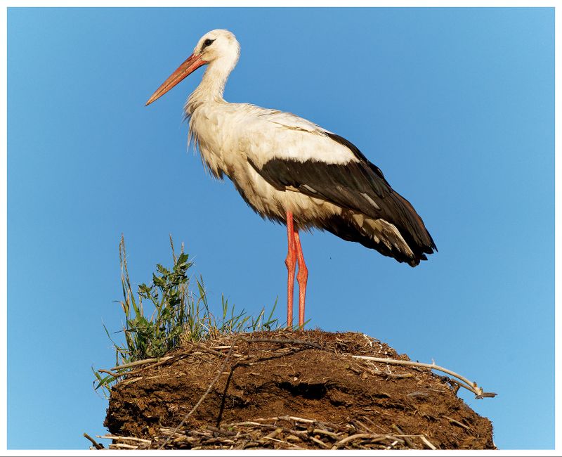 Bocian biały | White stork