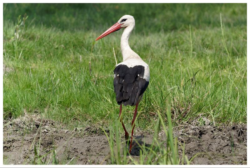 Bocian biały | White stork