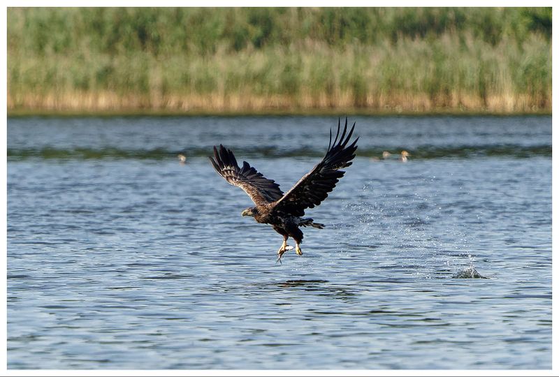 Orzeł Bielik | White-tailed Eagle