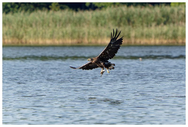 Orzeł Bielik | White-tailed Eagle