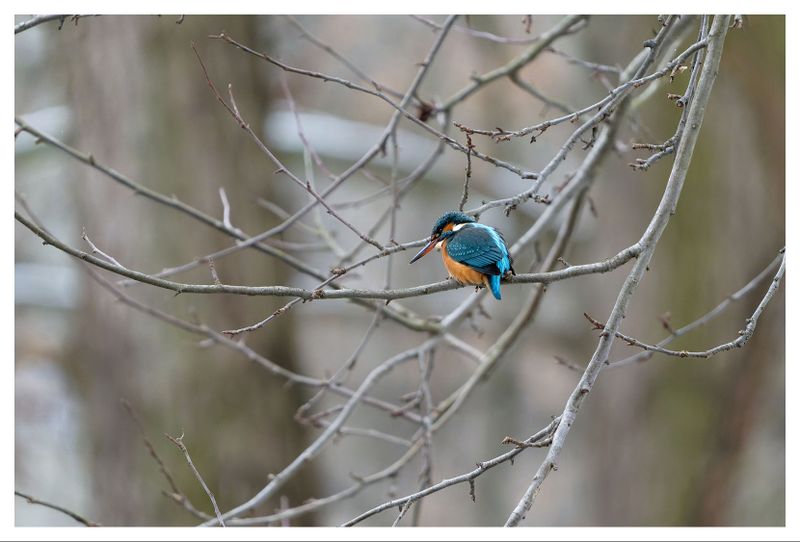 Zimorodek | Kingfisher