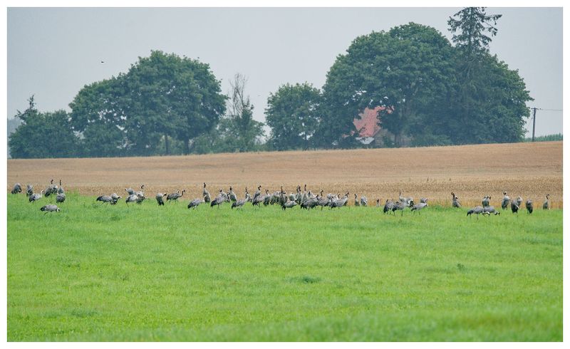 Żurawie | Cranes