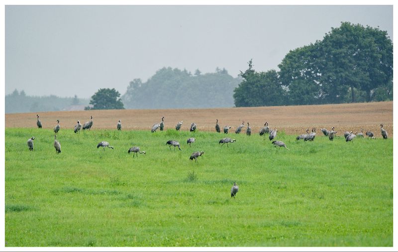 Żurawie | Cranes