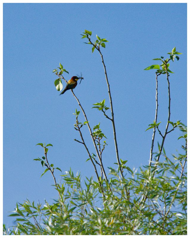 Żołna | Bee-eater