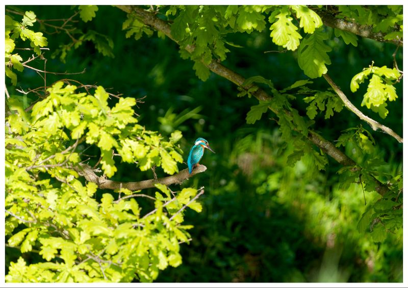 Zimorodek | Kingfisher