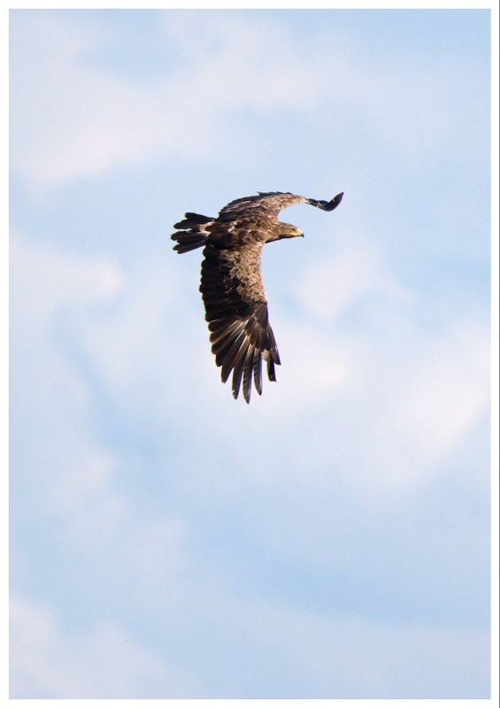 Orlik krzykliwy | Lesser Spotted Eagle