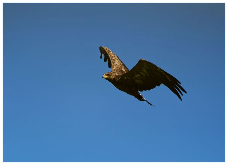 Orlik krzykliwy | Lesser Spotted Eagle