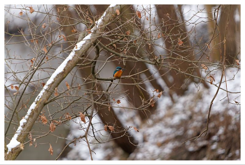 Zimorodek | Kingfisher