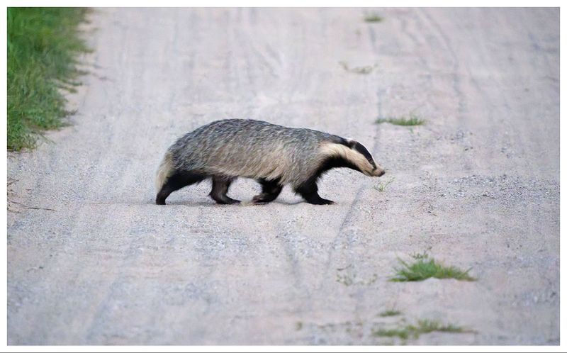 Borsuk | European badger