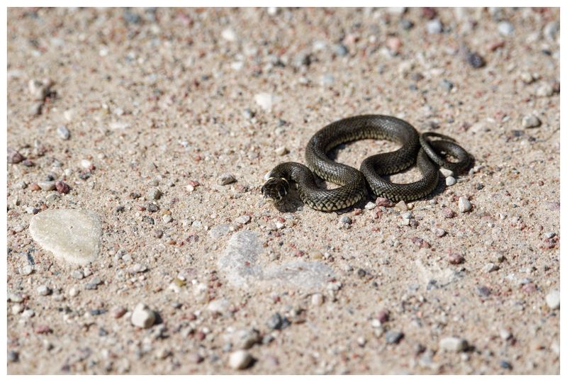 Zaskroniec | Grass snake