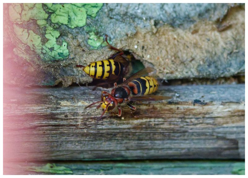 Szerszeń | European hornet