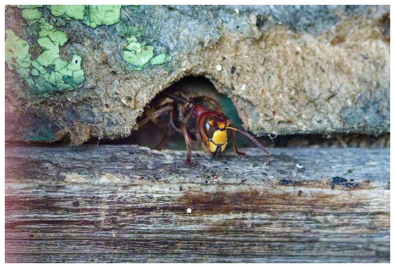 Szerszeń | European hornet