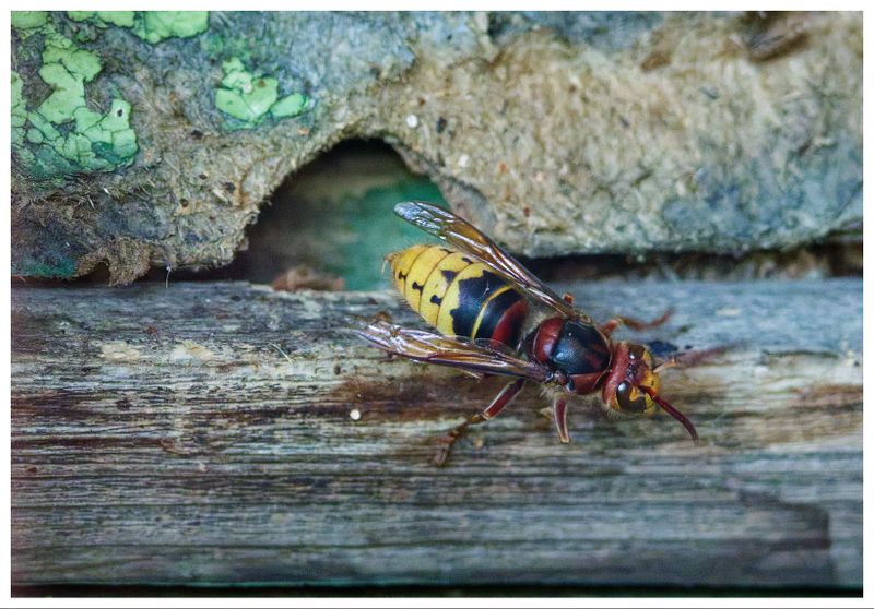 Szerszeń | European hornet