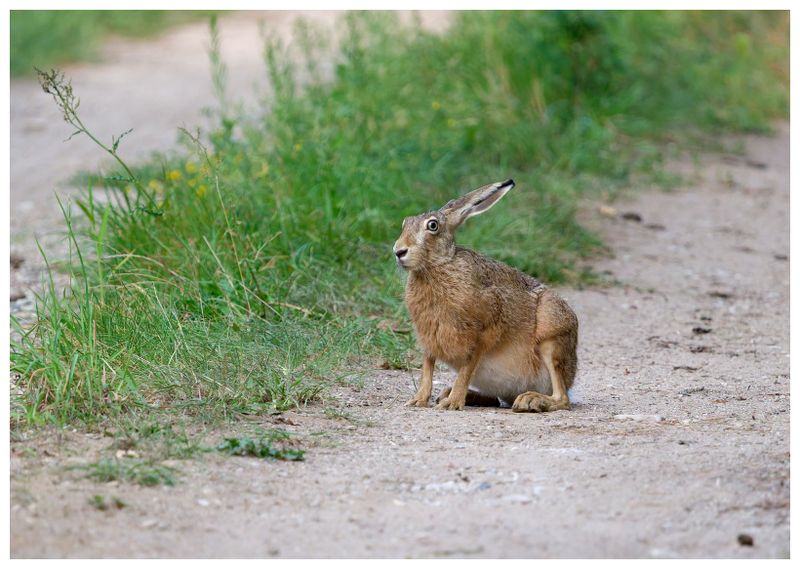 Zając | European hare