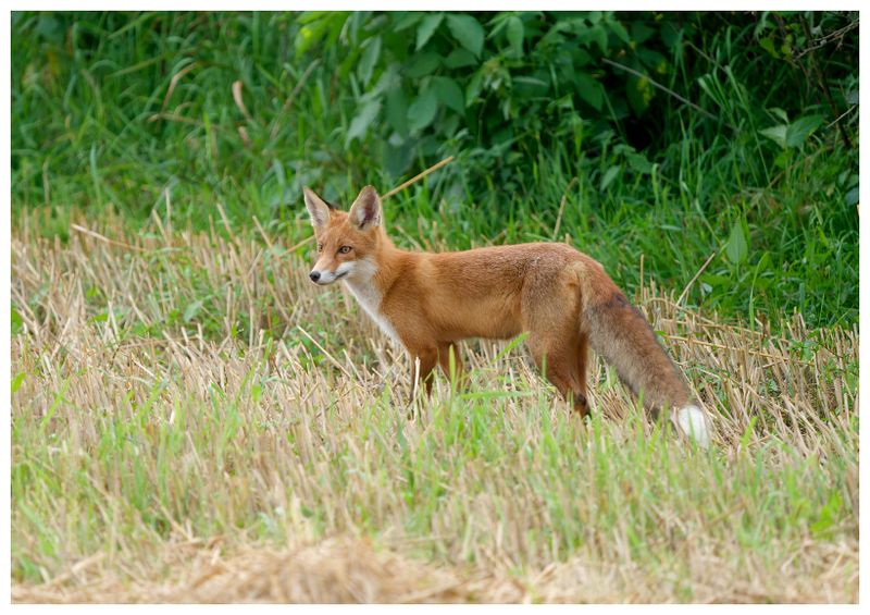 Lis | Fox