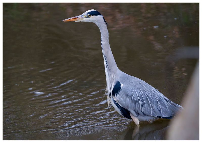 Czapla siwa | Grey heron