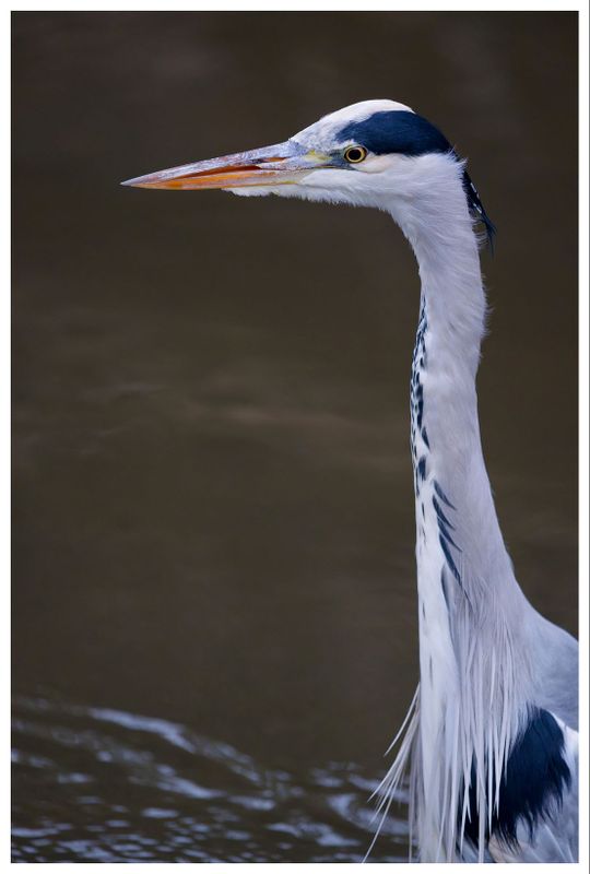 Czapla siwa | Grey heron