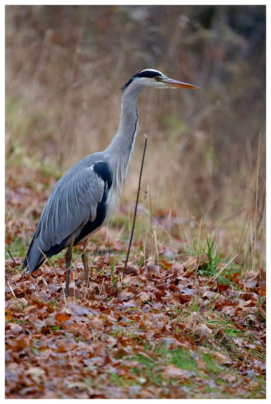 Czapla siwa | Grey heron