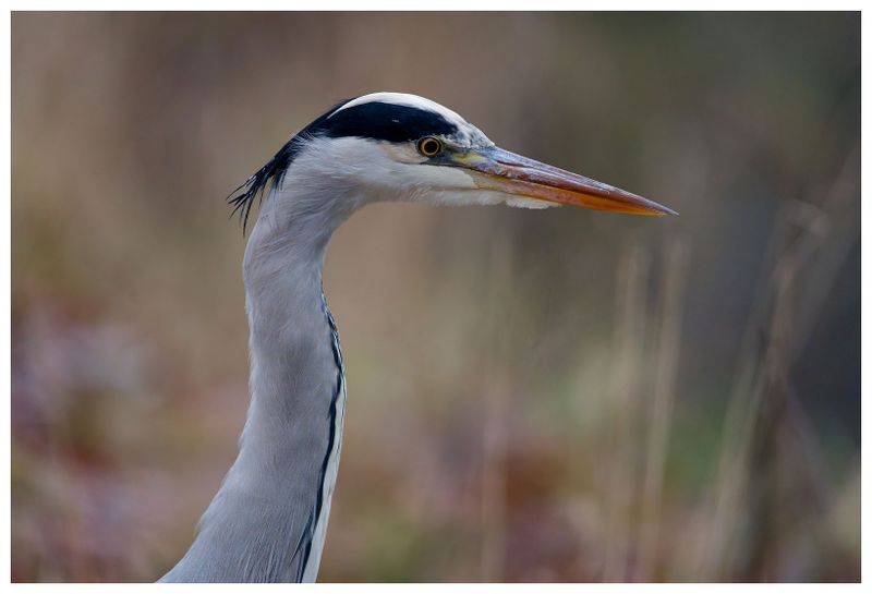 Czapla siwa | Grey heron