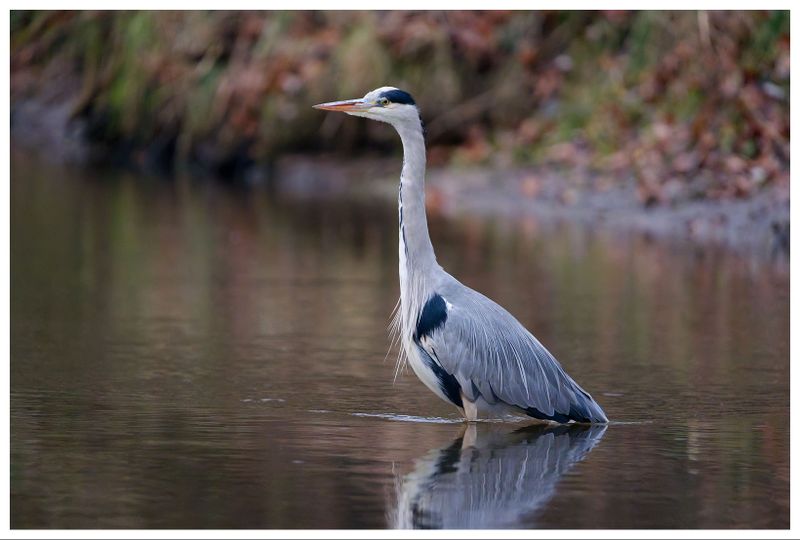 Czapla siwa | Grey heron