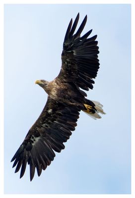 Animals of Poland