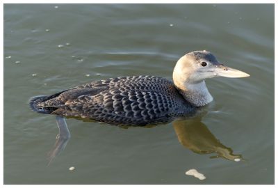 Nur białodzioby | White-billed Loon