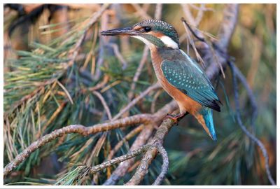 Zimorodek | Kingfisher