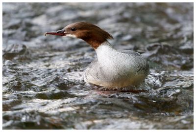 Nurogęś | Common merganser