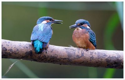 Zimorodek | Kingfisher