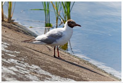 Mewa śmieszka | Black-headed gull