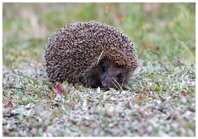 Jeż | Hedgehog