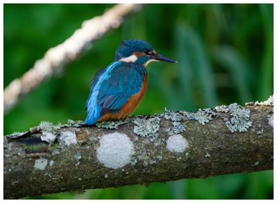 Zimorodek | Kingfisher