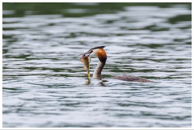 Perkoz dwuczuby | Great crested grebe