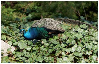 Paw indyjski | Indian peafowl