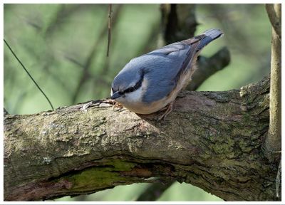 Kowalik | Eurasian nuthatch