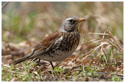 Kwiczoł | Fieldfare
