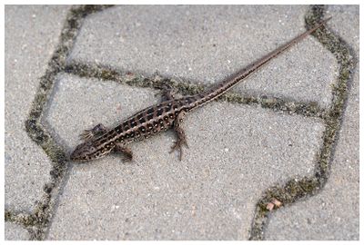 Jaszczurka zwinka | Sand lizard