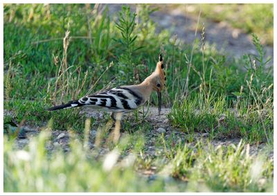 Dudek | Hoopoe